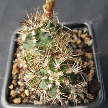 Echinocereus viridiflorus subsp. davisii