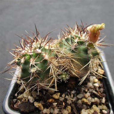 Echinocereus viridiflorus subsp. davisii