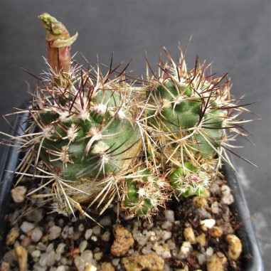 Echinocereus viridiflorus subsp. davisii