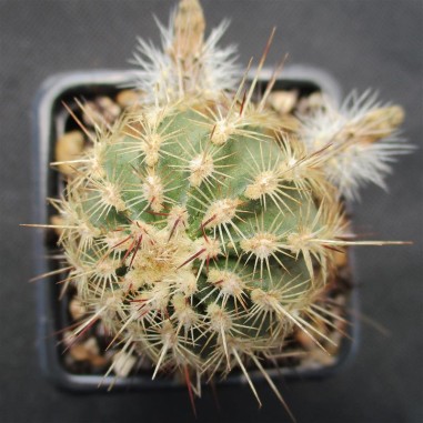 Echinocereus viridiflorus subsp....