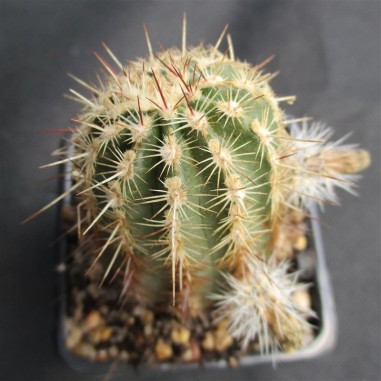 Echinocereus viridiflorus subsp....