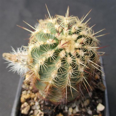 Echinocereus viridiflorus subsp....