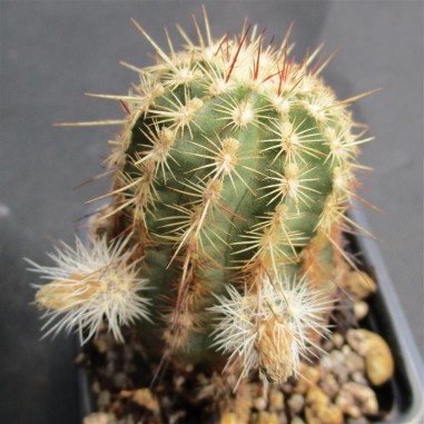 Echinocereus viridiflorus subsp....