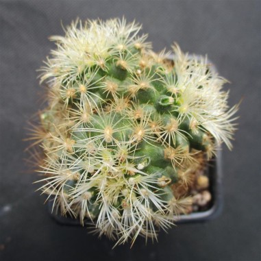 Turbinicarpus saueri subsp. knuthianus