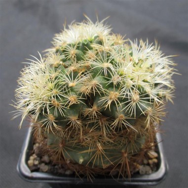 Turbinicarpus saueri subsp. knuthianus