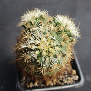 Turbinicarpus saueri subsp. knuthianus