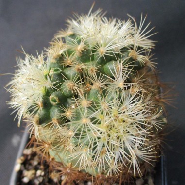 Turbinicarpus saueri subsp. knuthianus