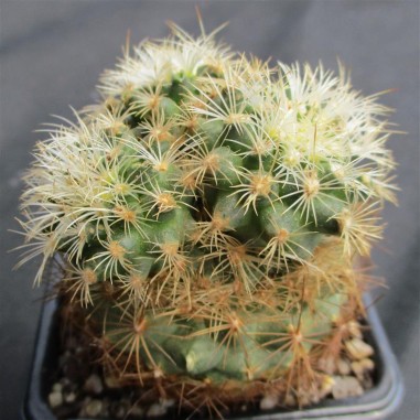 Turbinicarpus saueri subsp. knuthianus