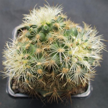 Turbinicarpus saueri subsp. knuthianus