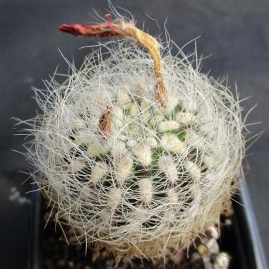 Neoporteria senilis