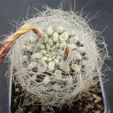 Neoporteria senilis