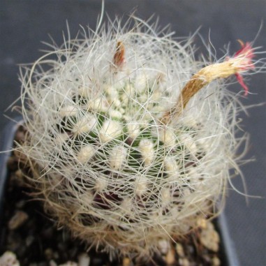 Neoporteria senilis