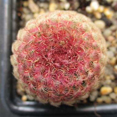 Echinocereus rigidissimus subsp....