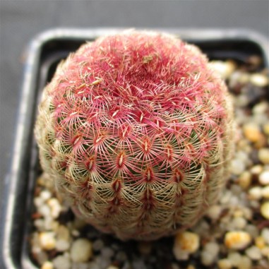 Echinocereus rigidissimus subsp....