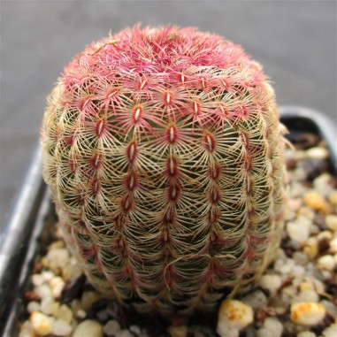 Echinocereus rigidissimus subsp....