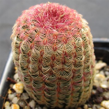 Echinocereus rigidissimus subsp....