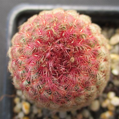 Echinocereus rigidissimus subsp....