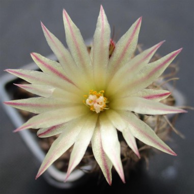 Turbinicarpus pseudomacrochele subsp....