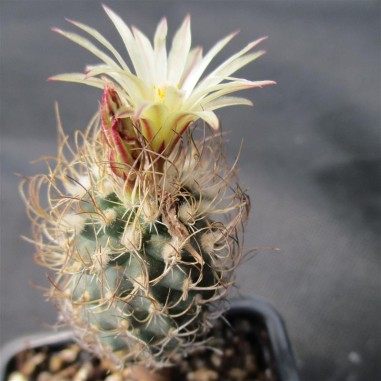 Turbinicarpus pseudomacrochele subsp....