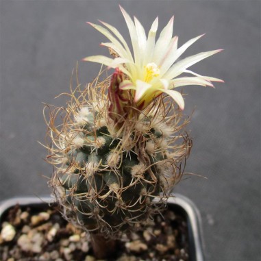 Turbinicarpus pseudomacrochele subsp....