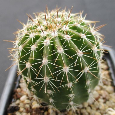 Echinocereus stoloniferus