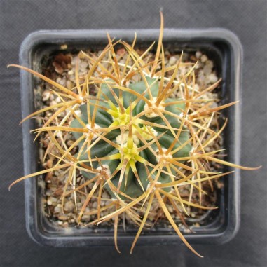 Ferocactus chrysacanthus