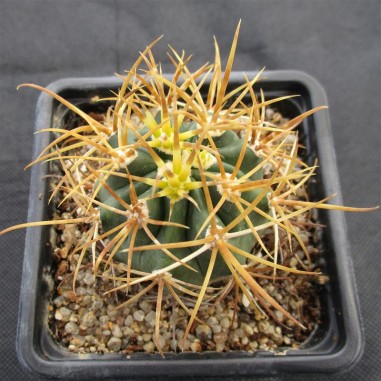 Ferocactus chrysacanthus