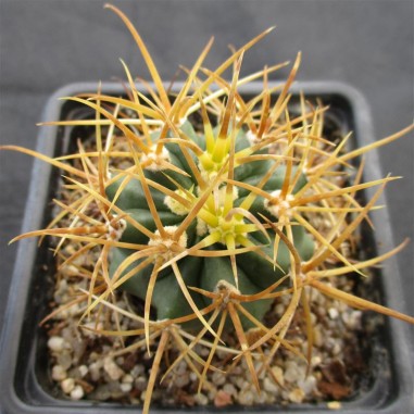 Ferocactus chrysacanthus