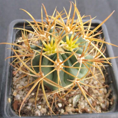 Ferocactus chrysacanthus