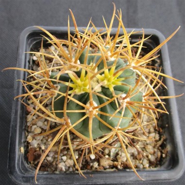 Ferocactus chrysacanthus