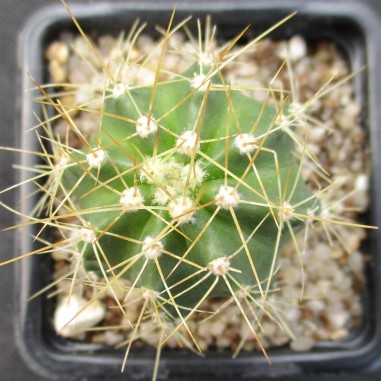 Echinocereus coccineus var. roemeri