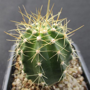 Echinocereus coccineus var. roemeri