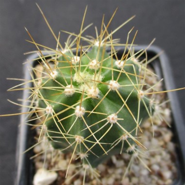 Echinocereus coccineus var. roemeri