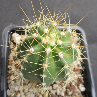 Echinocereus coccineus var. roemeri