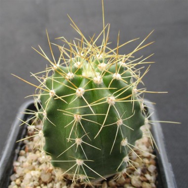 Echinocereus coccineus var. roemeri