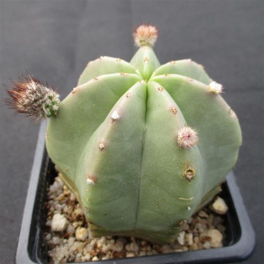 Echinocereus subinermis