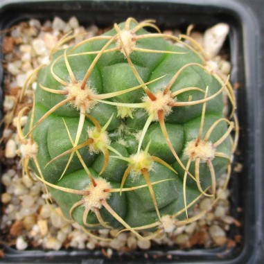 Gymnocalycium denudatum  CV Jan suba