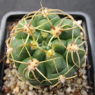 Gymnocalycium denudatum  CV Jan suba