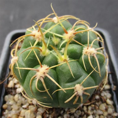 Gymnocalycium denudatum  CV Jan suba