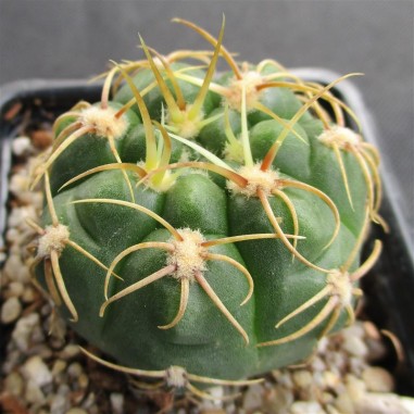 Gymnocalycium denudatum  CV Jan suba