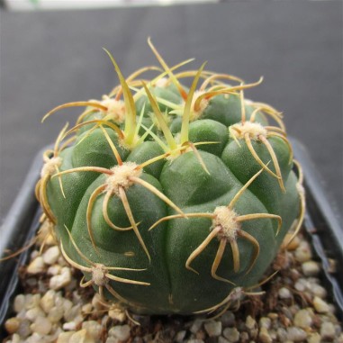 Gymnocalycium denudatum  CV Jan suba