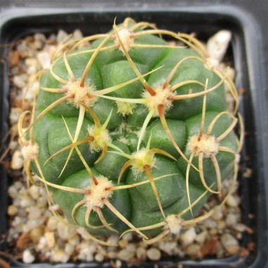 Gymnocalycium denudatum  CV Jan suba