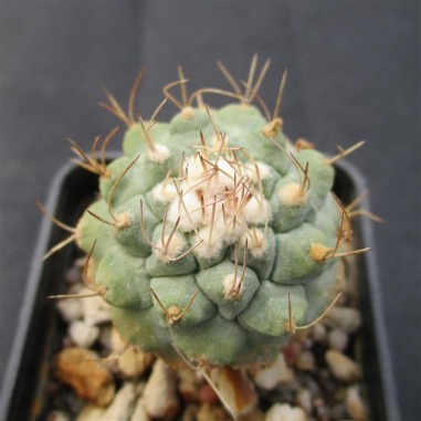 Strombocactus disciformis