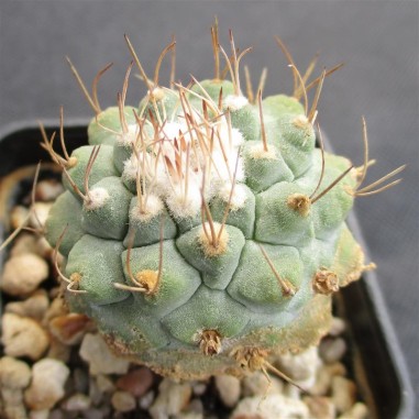 Strombocactus disciformis