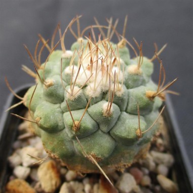 Strombocactus disciformis