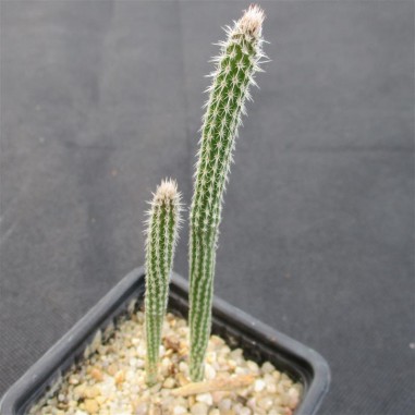 Echinocereus poselgeri