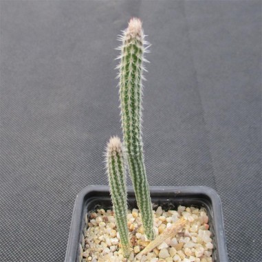 Echinocereus poselgeri