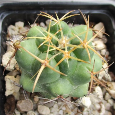 Coryphantha elephantidens  flor rosa