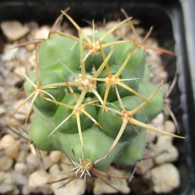 Coryphantha elephantidens  flor rosa