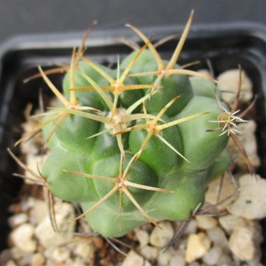 Coryphantha elephantidens  flor rosa